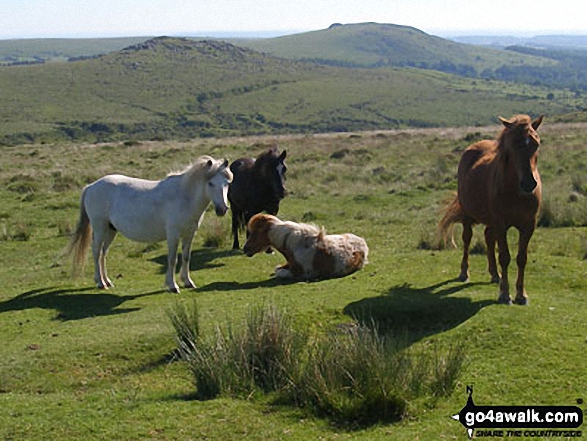 Walk de183 Devil's Tor from Two Bridges - Dartmoor Ponies near Devonport Leat