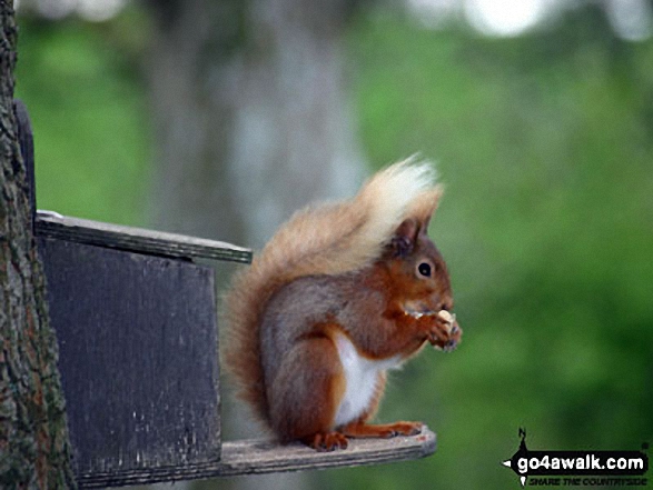 Red Squirrel in Dockray Meadow