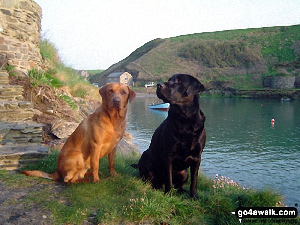 My walking companions (Morgan  the black labrador and Tali  the fox red labrador) at Abercastle