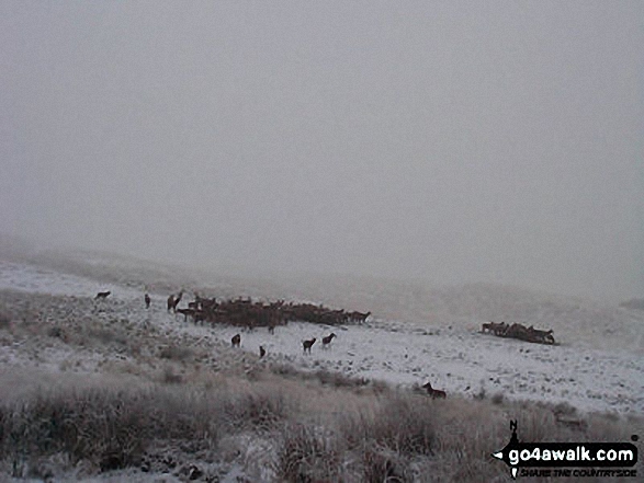 Lyme Park in Winter