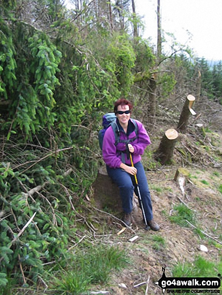 Walk c410 Dent (Long Barrow) and Flat Fell from Wath Bridge, Cleator Moor - Uldale Plantation