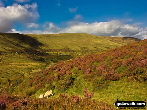 Walk po107 Y Gyrn, Corn Du and Pen y Fan from The Storey Arms Outdoor Centre - Craig Cerrig-gleisiad and Glyn Tarell from The Storey Arms Outdoor Centre