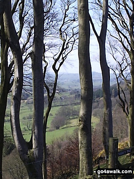 Walk d111 Foolow, Abney and Bretton from Eyam - Bretton Clough through the trees