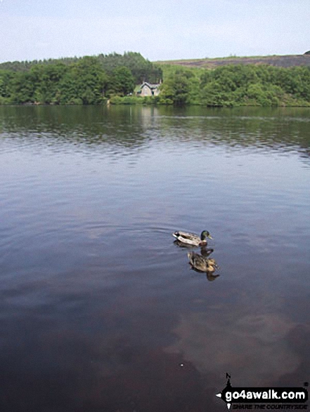 Ducks on Emperor Lake, Chatsworth Park