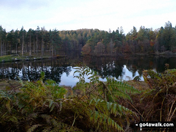 Walk c353 Holme Fell, Black Fell (Black Crag) and Tarn Hows from Tom Gill - Tarn Hows in November