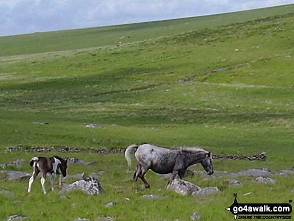 Ponies on Bodmin Moor