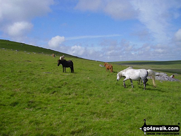 Ponies on Bodmin Moor