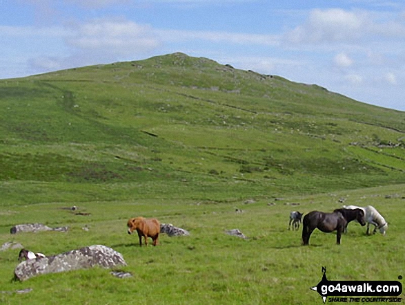 More ponies on Bodmin Moor