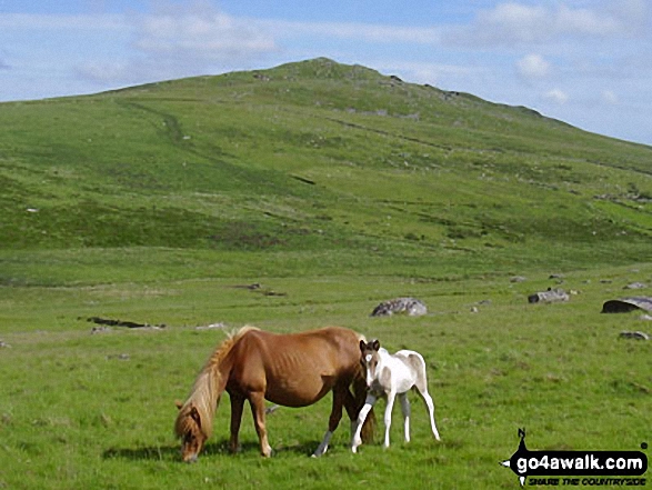 More ponies on Bodmin Moor