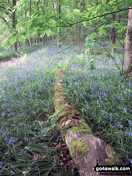 Bluebells in woodland beside the River Noe in the Vale of Edale