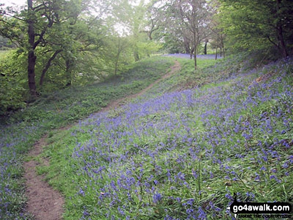 Bluebells covering the ground in woodland beside the River Noe in the Vale of Edale