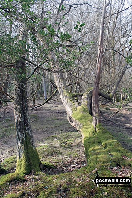 In woodland on White Moor