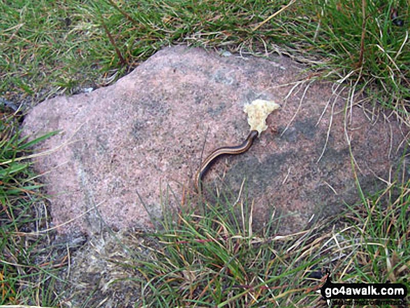 Walk n136 Long Crags from Thrunton Wood - Slow Worm on Hard Nab