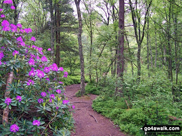 Thrunton Wood