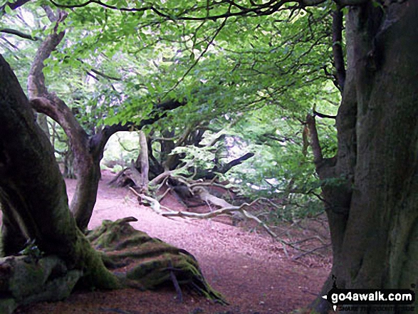 Thrunton Wood