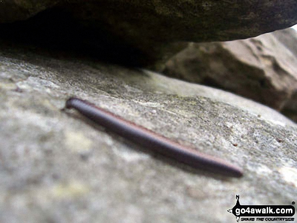 Walk n136 Long Crags from Thrunton Wood - Millipede in Thrunton Wood