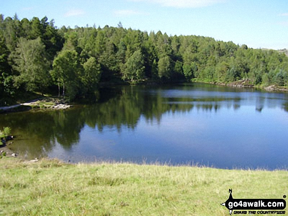 Walk c121 Tarn Hows and Yew Tree Tarn from Tom Gill - Tarn Hows