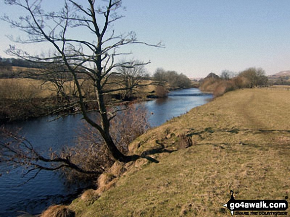 Walk ny160 Addlebrough and Thornton Rust from Askrigg, Wensleydale - The River Ure, Askrigg Bottoms