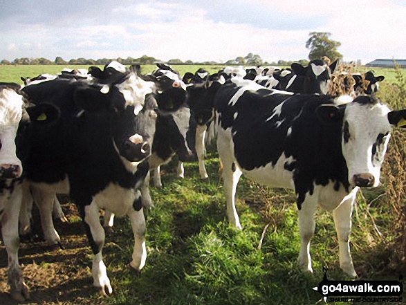 Walk ch189 Wettenhall from Church Minshull - More (definitely too) inquisitive Cows!