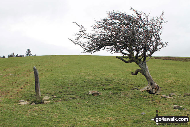 Lone, wind swept tree on Watch Hill (Cockermouth) and Setmurthy Common (Watch Hill)