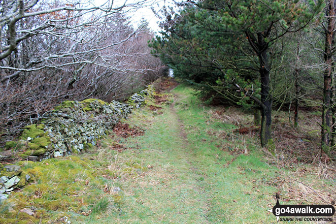 Path through woodland east of the summit of Setmurthy Common (Watch Hill)