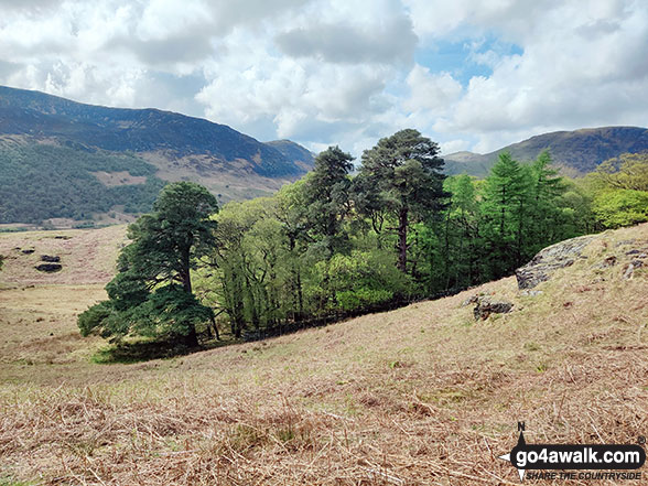 Walk c196 Grasmoor and Rannerdale Knotts from Lanthwaite Green - Clump of trees on Rannerdale Knotts