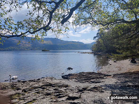 Walk c201 Ashness Bridge and Walla Crag from Keswick - Derwent Water at Copperheap Bay