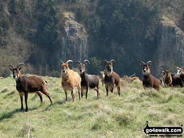 Goats in Cheddar Gorge