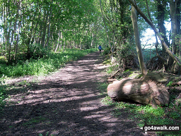 Walk nf127 Mucklefield Plantation from Worstead - Footpath through Mucklefield Plantation near Worstead