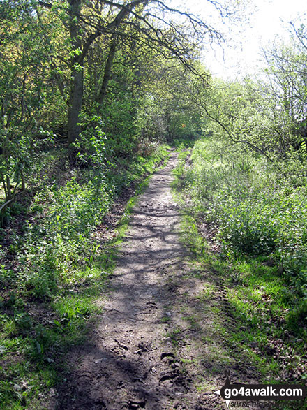 Walk nf127 Mucklefield Plantation from Worstead - Footpath through Mucklefield Plantation near Worstead