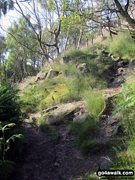 Walk d143 Curbar Edge, Froggatt Edge and Big Moor from Curbar Gap - Woodland below Froggatt Edge