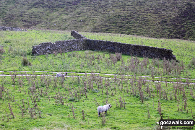 Y shaped section of dry stone wall near Orchard Farm