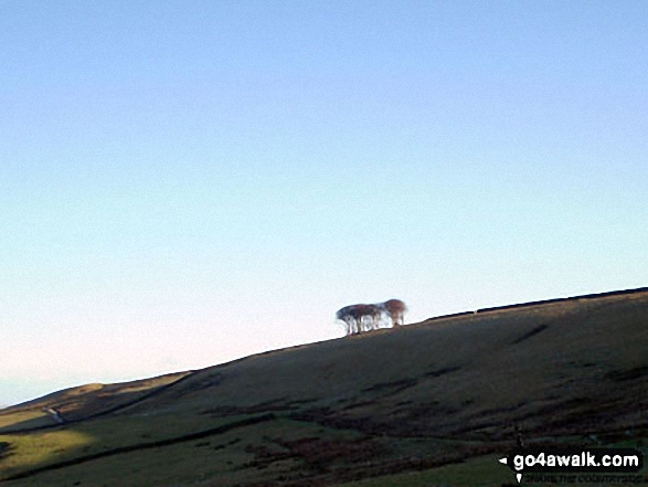 The Elephant Trees from White Kirkley