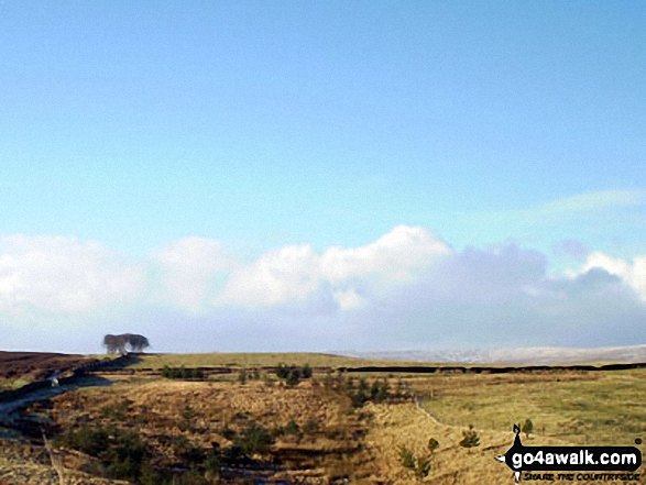 The Elephant Trees from The Weardale Way near Harthope