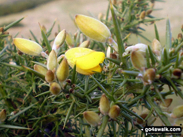 Walk c190 Scout Scar from Kendal - Gorse flowering on Scout Scar (Barrowfield)