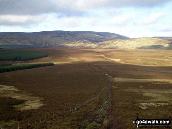 The Cheviot from Bloodybush Edge