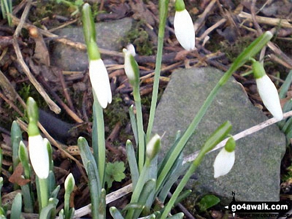 Walk c292 Rydal and Grasmere from Ambleside - Snowdrops emerging in Grasmere - spring is on the way!