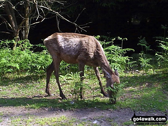 Bainloch Hill Photo by Mike Knipe