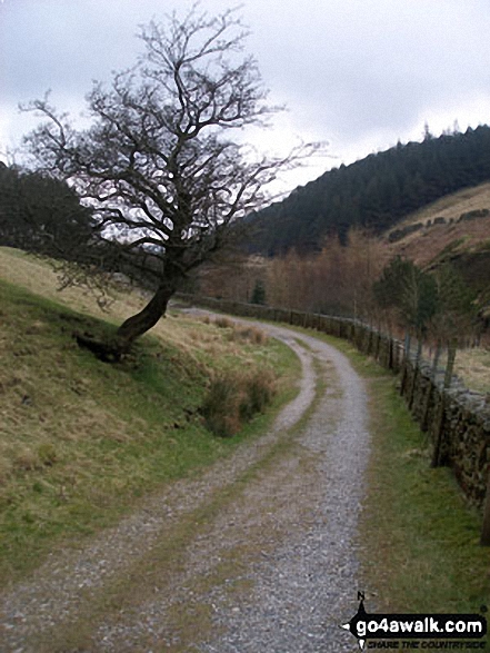 Walk l127 Pendle Hill and Stang Top Moor from Barley - Lone tree on the access track between Lower and Upper Ogden Reservoirs