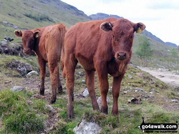 Calfs in Inverlochlarig Glen