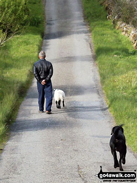 Local man taking his dog and lamb for a walk near Inverlochlarig