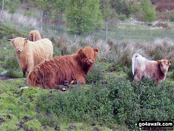 Some of the local cattle near Auchessan