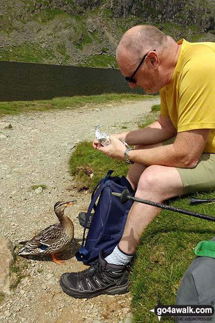 Walk c281 The Langdale Pikes via North Rake from The New Dungeon Ghyll, Great Langdale - Brett and a duck at Stickle Tarn