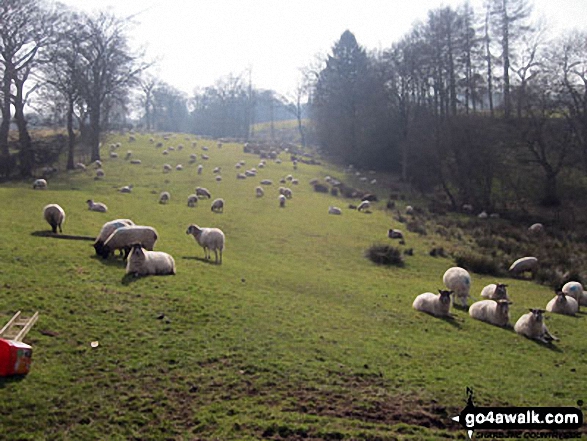 Walk s123 Hillswood and Gun (Staffordshire) from Abbey Green, near Leek - Sheep near Turner's Pool