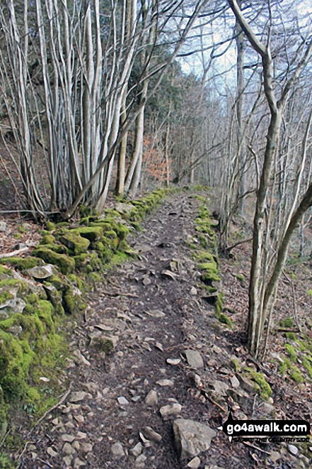 The path through Buckhouse Wood