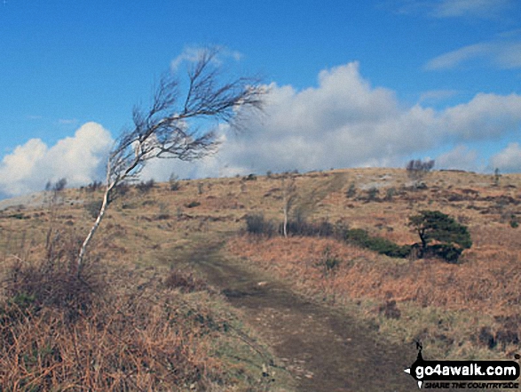 Walk c107 Lord's Seat (Whitbarrow Scar) from Witherslack Hall School - On Whitbarrow Scar (Farrar's Allotment)