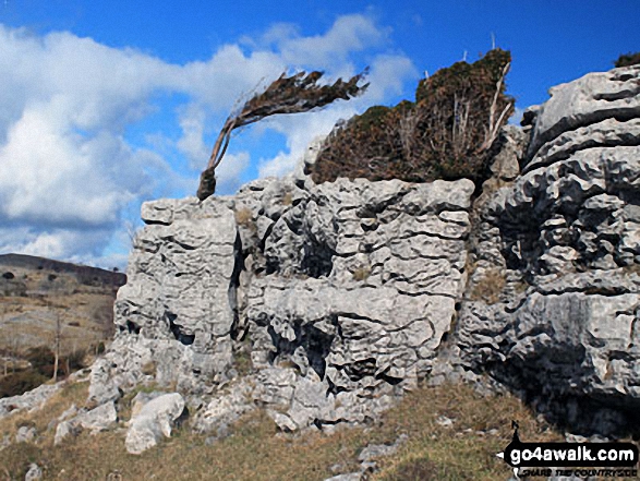 Walk c107 Lord's Seat (Whitbarrow Scar) from Witherslack Hall School - Crags on Flodder Allotment, Whitbarrow Scar