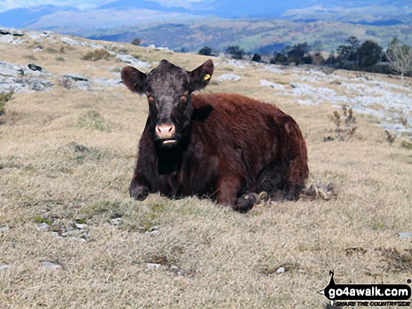 Local on Lord's Seat (Whitbarrow Scar)