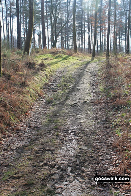 Path through Low Park Wood, Whitbarrow Scar