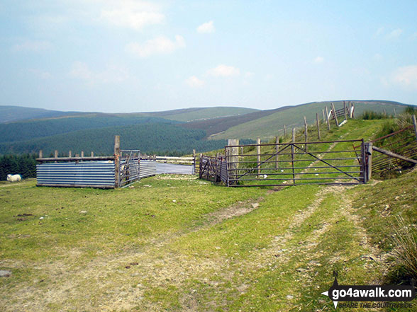 Walk gw145 Pen y Boncyn Trefeilw and Foel Cedig from Hirnant Pass - Another sheepfold on Pen y Boncyn Trefeilw